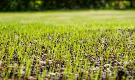 Lawn seeding service