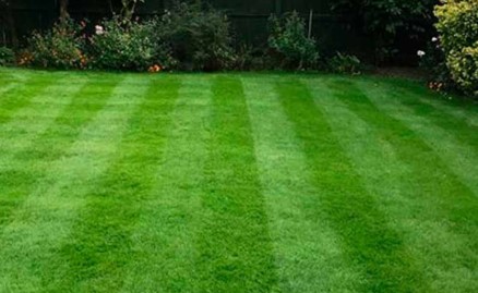 Lawn maintenance service